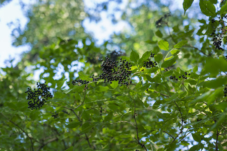 Ripe black berries of the elderberry on bush.