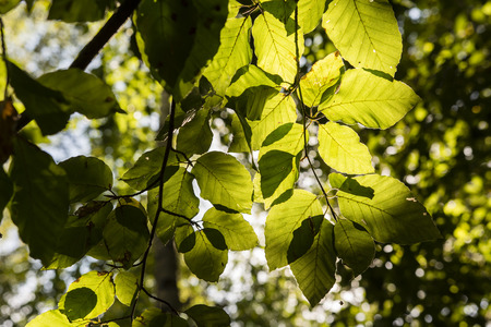 Green leaves I will be illuminated by the sun.