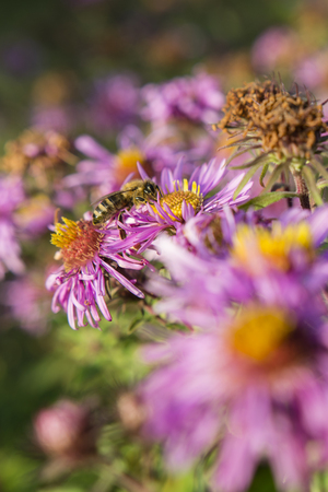 A Bee Pollinating a purple daisy flowers.の写真素材