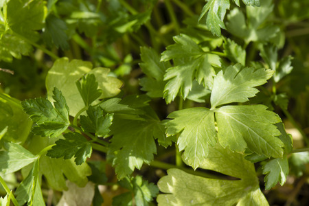 Fresh parsley leaves in detail.の写真素材