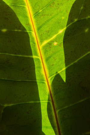 Leaf houseplants backlit sunlight to shadow other sheets.