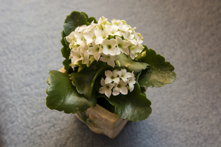 Flower with tiny white flowers with green leaves strong.の写真素材