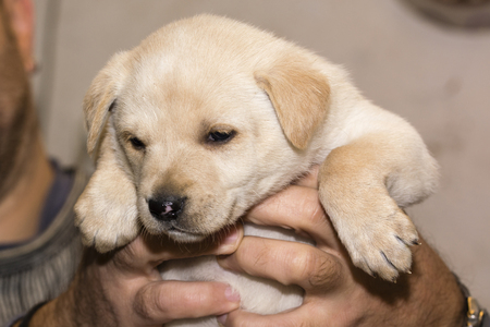 Puppy Dog bright colors.の写真素材