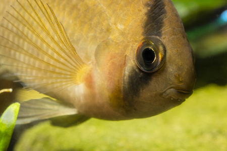 Fish Akara brown.
