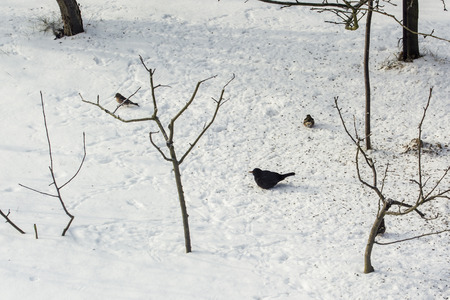 Feeding birds in the snow seeds.の写真素材
