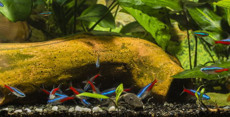 Ancistrus and neon tetra.の写真素材