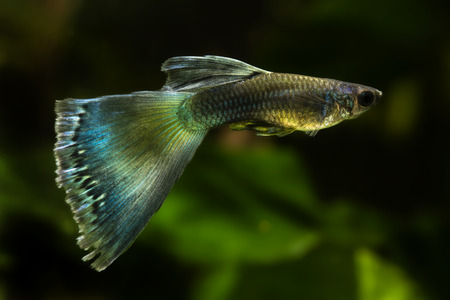 Peacock fish in an aquarium.