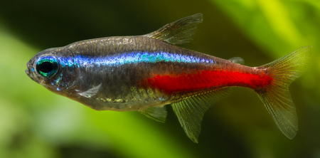 Neon tetra in aquarium plant in the background.の写真素材