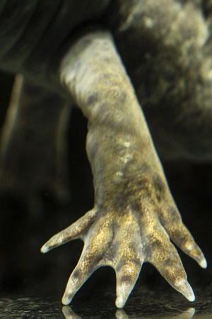 Axolotl in detail feet.の写真素材