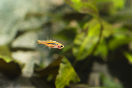Nano aquarium fish glossy.の写真素材