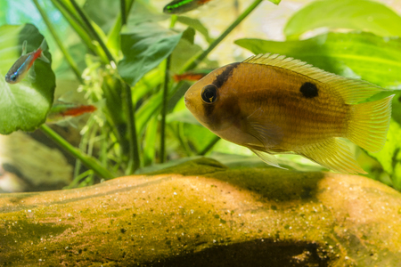 Akara brown aquarium.の写真素材