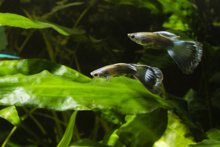 Poecilia reticulata guppy.の写真素材