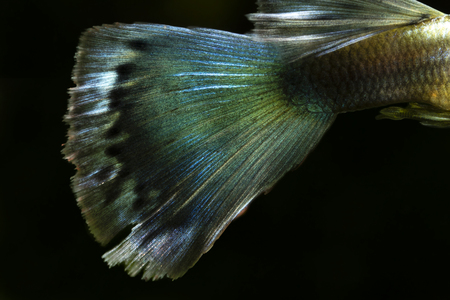 Poecilia reticulata guppy.の写真素材