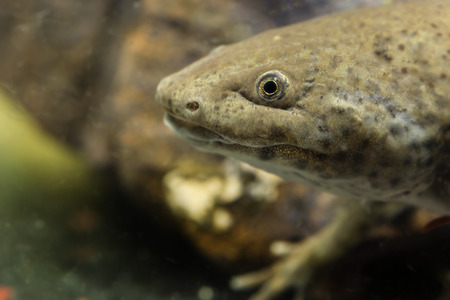 Ambystoma mexicanum, Axolotlの写真素材
