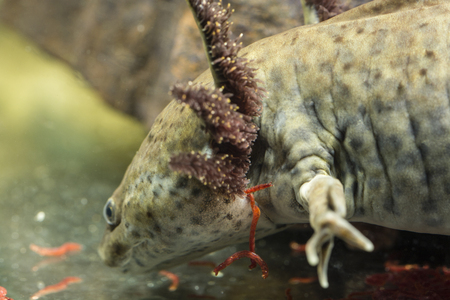 Ambystoma mexicanum, Axolotl and red mosquito larvae.の写真素材