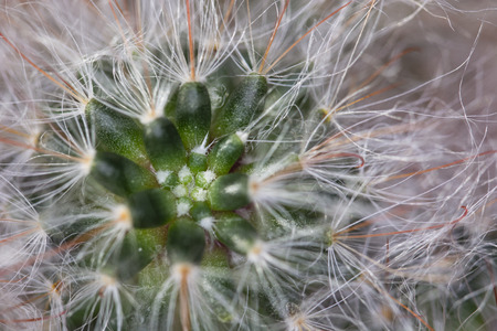 Cactus with Tufts of hair.