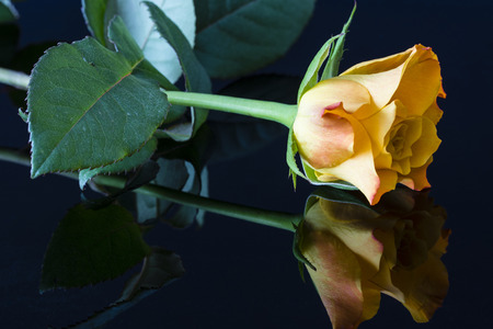 Reflection orange yellow rose with detail on the petal.の写真素材