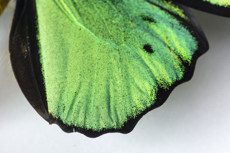 Macro detail of butterfly wings prep.の写真素材