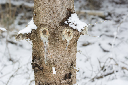 Tribe with spruce sap after trimming tree branches in winter.の写真素材