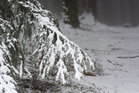 Snowy spruce tree branches in the background.の写真素材