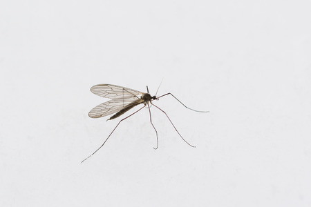 Mosquito on snow.の写真素材