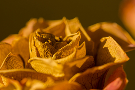 Dried rose flower in orange.の写真素材