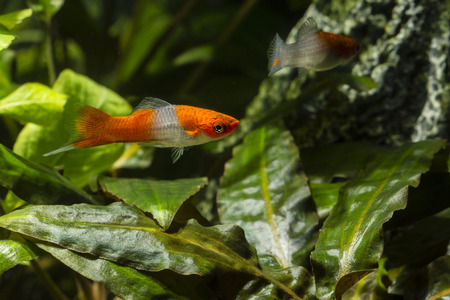 Livebearer Swordtail orange white fish in an aquarium.の写真素材