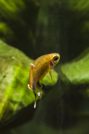 Tetra aquarium fish with white ends of the fins.の写真素材