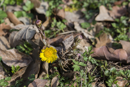 Coltsfoot Flower.の写真素材
