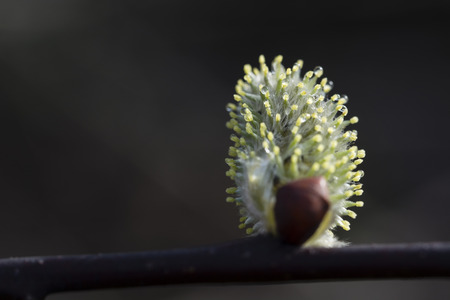 Female flower sallow.