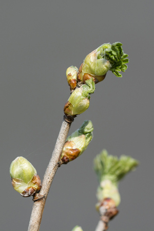 Young budding tickets currants.の写真素材