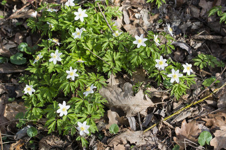 Anemone flower in nature.の写真素材
