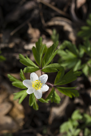 Anemone flower in nature.の写真素材