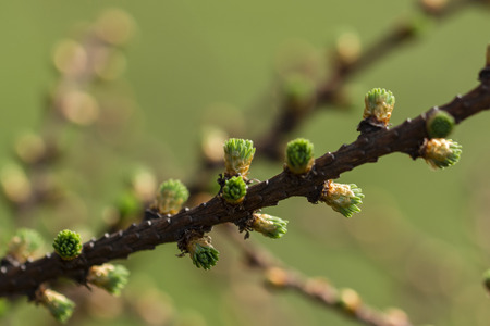Young shoots of pine needles on larch.の写真素材