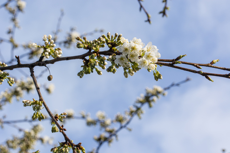 Pears and flowers of cherries with a piece of twig.の写真素材