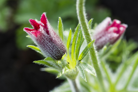 Dark red Pulsatilla flower with small drops of dew.の写真素材