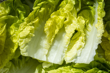 Fresh salad leaves in detail.の写真素材