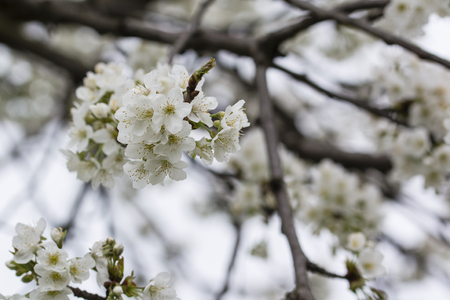 White cherry blossoms on a branch.の写真素材