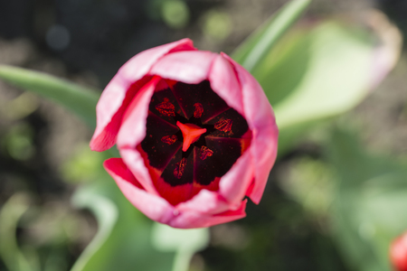 View to the center of the tulip.の写真素材