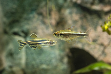 Aquarium fish Black Neon Tetra.