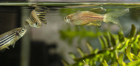 Danio Striped - Freshwater Fish Aquarium.