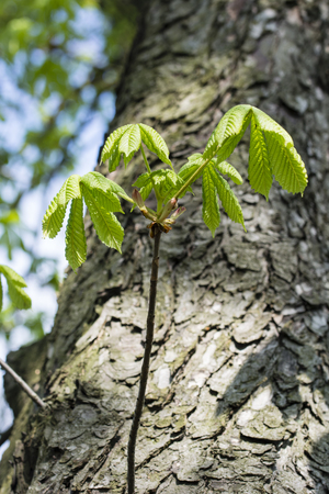 Young green chestnut leaves.の写真素材