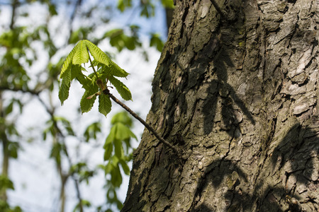 Young green chestnut leaves.の写真素材