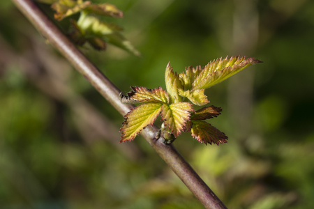Young leaves of blackberries.