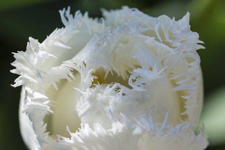White tulip with fringes.の写真素材