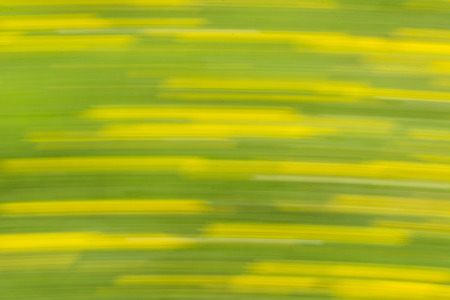 Open flower of a dandelion in motion.の写真素材