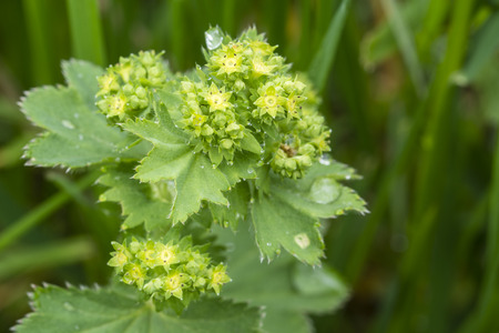 Flower of contours with dew drops on leaves.の写真素材