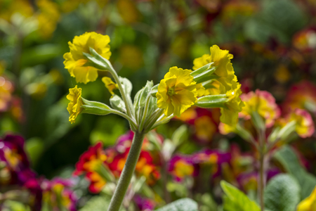 Color variation of spring primrose.の写真素材