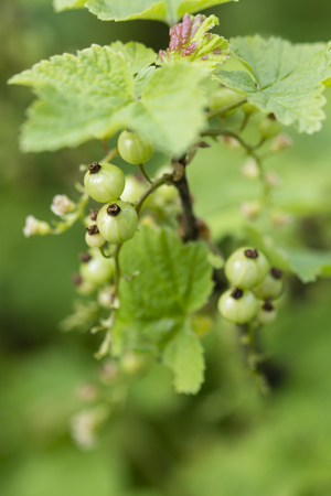 Green fruits of currant.の写真素材