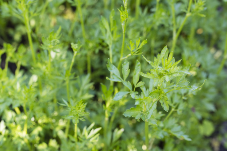 Levisticum officinale - Lush green leaves.の写真素材